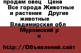  продам овец › Цена ­ 100 - Все города Животные и растения » Другие животные   . Владимирская обл.,Муромский р-н